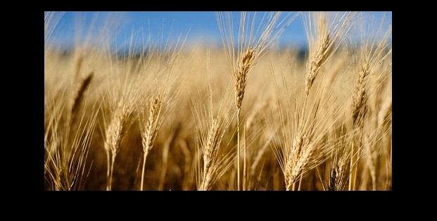 مرتبطة بمستورد الرومانية.. (الغذاء والدواء) ترفض