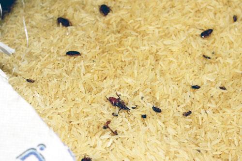 إتلاف 6.5 طن من الأرز غير