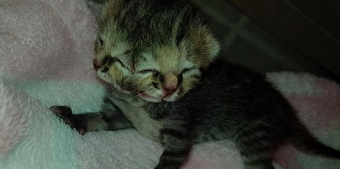 ولادة قطة بوجهين و3 عيون (صور)