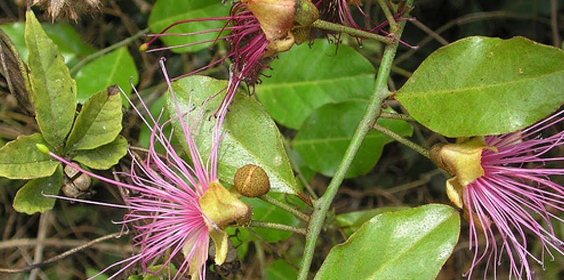 “القبار”.. قصة “الفياغرا المغربية”