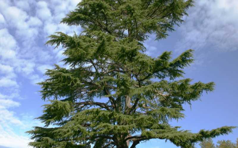 التغير المناخي يقتل أشجار الأرز في