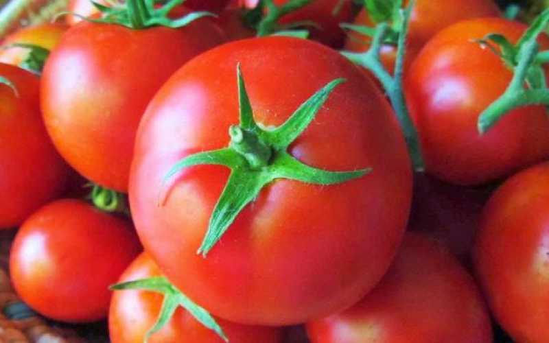 حنيفات يتوقع عودة أسعار البندورة إلى