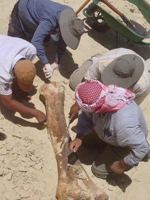مكتشفو فيل تيماء بين فرحة الاكتشاف