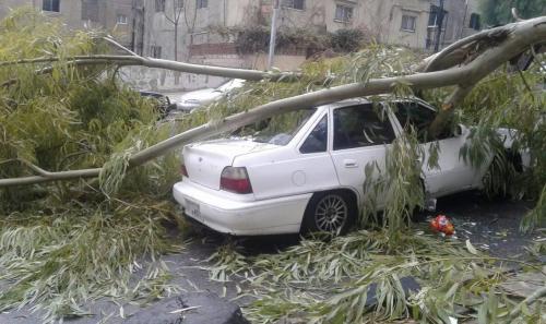 سقوط شجرة معمرة على مركبة في