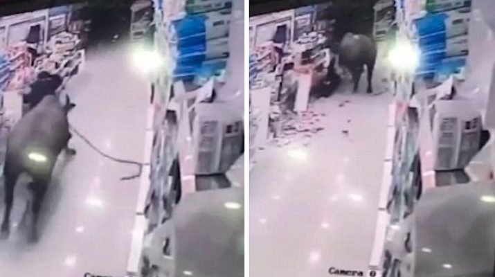 بالفيديو:ثور هائج يباغت حامل في متجر،