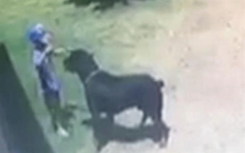 دركي ينقذ طفلا من أنياب كلب