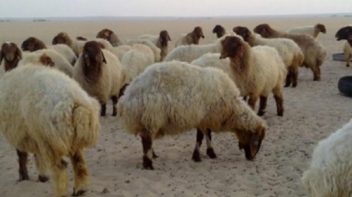 مربو الماشية يشكون ارتفاع اسعار اعلافها