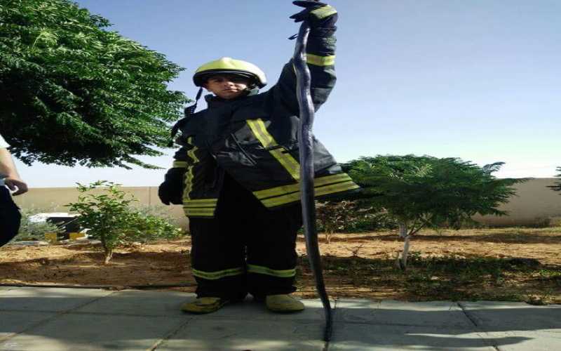 الدفاع المدني يقتل أفعى بطول مترين