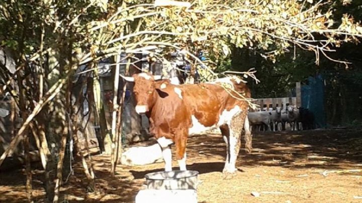 كورنيت بقرة تحولت إلى رمز للحياة