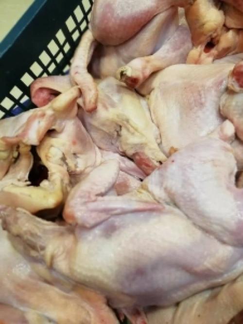 بالصور.. اتلاف كميات من الدجاج الفاسد