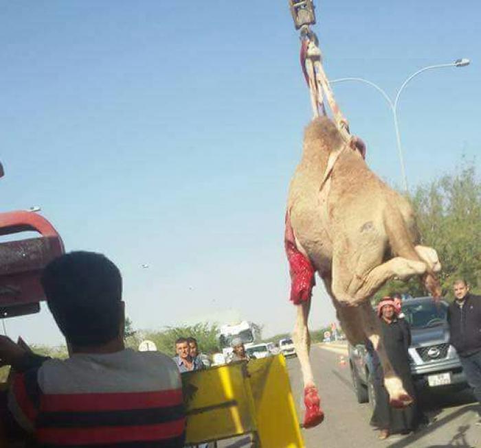 إصابة بحادث تصادم مركبة بجمل.. (صور)
