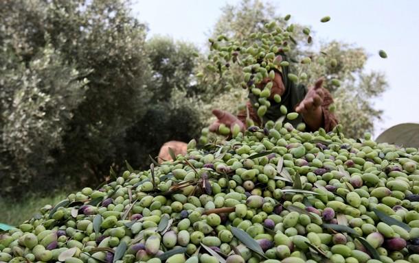 نصائح للمزارعين بتأخير قطاف ثمار الزيتون
