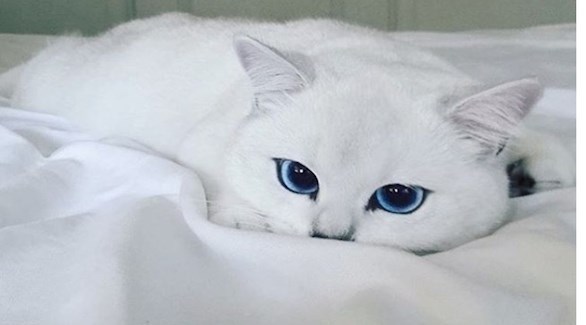 قطة تتحول إلى نجمة على الإنترنت