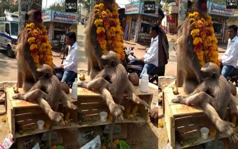 مشهد مؤثر لقرد يحتضن جثة أمه