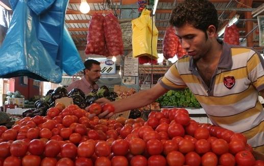 الزراعة: 1200 طن صادرات البندورة يوميا