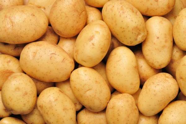 انخفاض سعر كيلو البطاطا الى 50