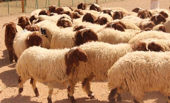 الأردن يصدر 36 ألف راس غنم