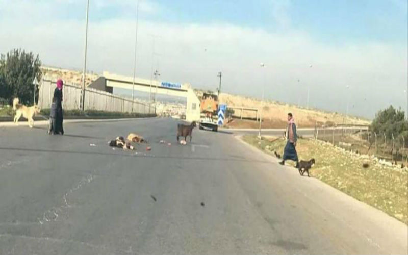 نفوق 3 رؤس غنم بحادث دهس