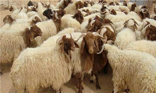 650 الف أضحية للعيد