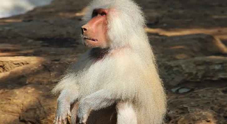 فيديو طريف: قرد يسرق حقيبة سيدة