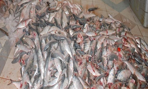 بلدية إربد تتلف ربع طن اسماك