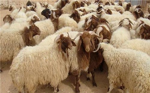 توزيع أضاحي المكرمة الملكية على 14