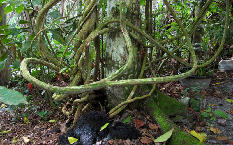 نبتة نادرة في الأمازون تستدرج السياح