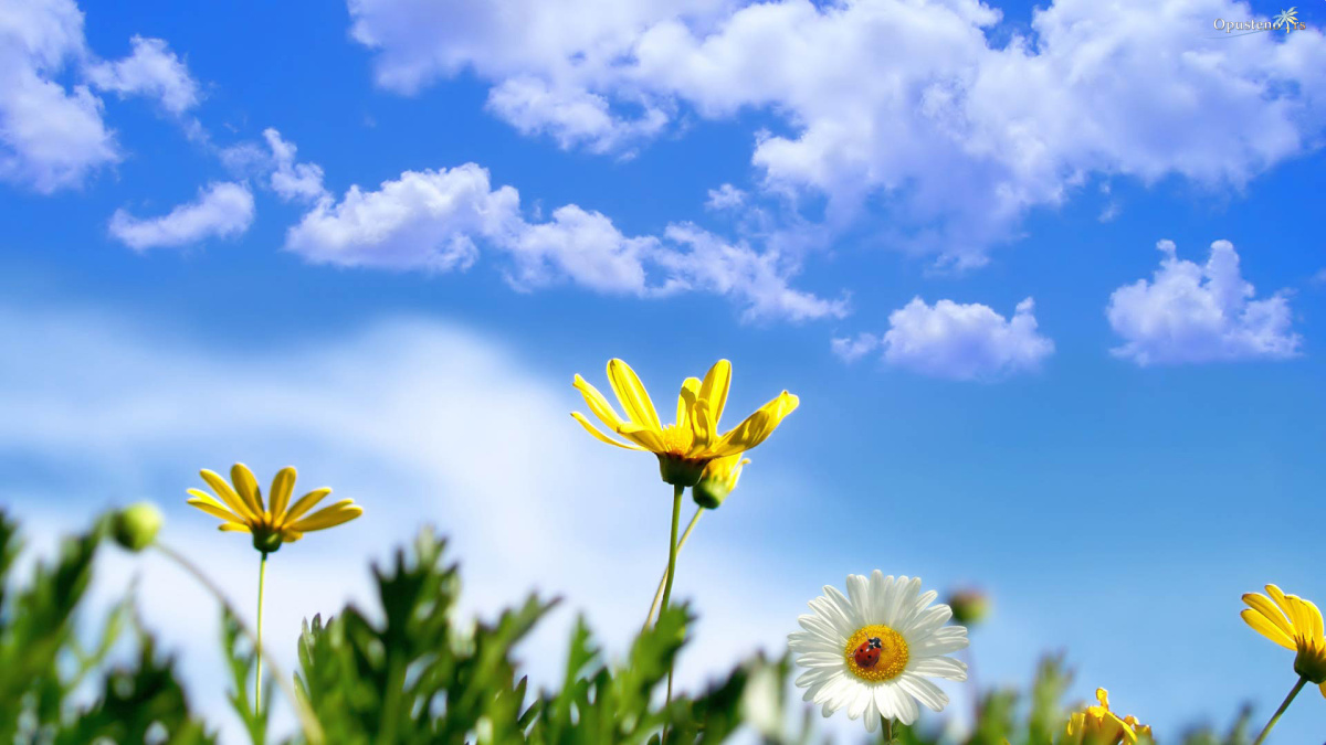 أجواء ربيعية معتدلة ودافئة اليوم وغدا