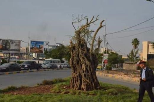 جدل عقب نقل (زيتونة) من سحم