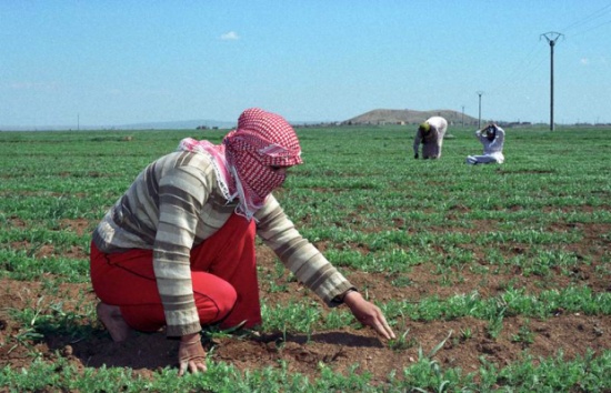 صعوبات القطاع الزراعي في المفرق تضاعفت