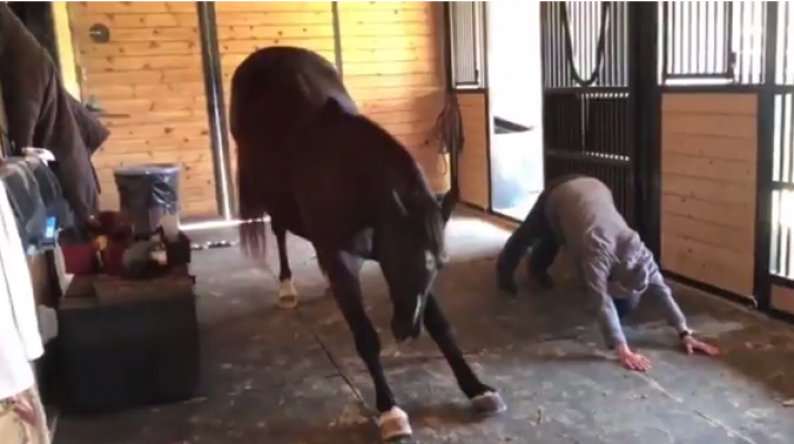 شاهد.. حصان يشارك صاحبته بممارسة رياضة