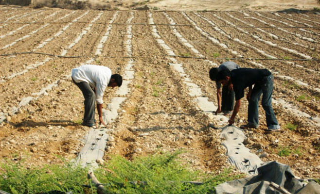 التنسيق الزراعي: تحتج على قرارات حكومية