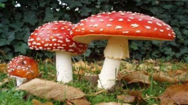 إربد.. اصابة 14 شخصا بتسمم غذائي