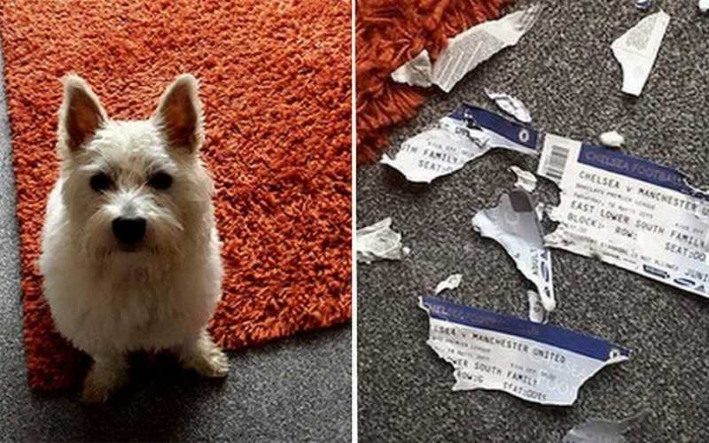 يلغون رحلة أحلامهم بعد أن التهم