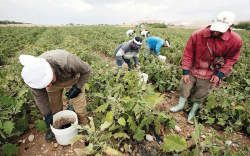 المهندسين الزراعيين: مشروع ضريبة الدخل ’غير