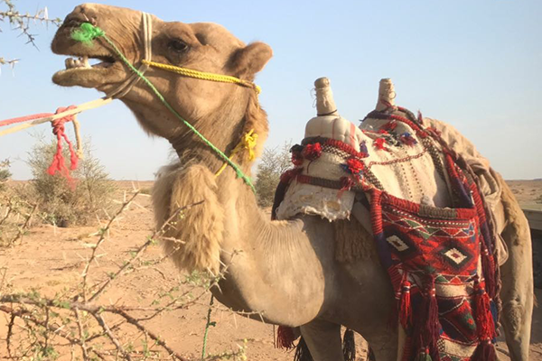 سوداني يهرب مخدرات على جمل من