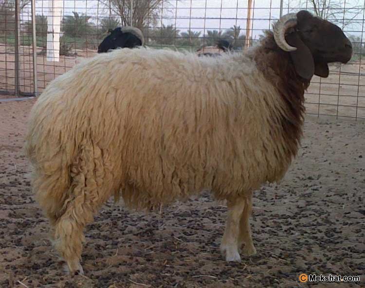 الاردن يصدر (432) الف خروف خلال