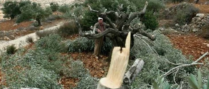 الاحتلال يدمر محمية طبيعية قرب طوباس