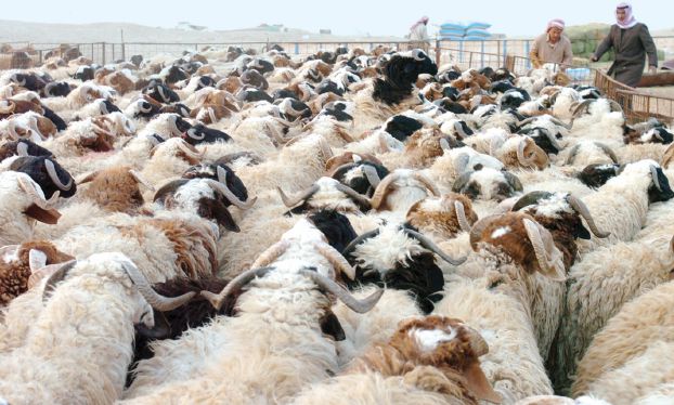 بحث تصدير خراف أردنية إلى الأسواق