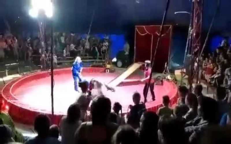 بالفيديو: لحظة مهاجمة دب غاضب لمدربيه