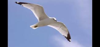 بالفيديو طائر يمتلك مقدرة عجيبة على