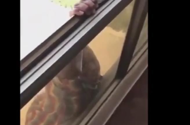 توقيف كويتية لتصويرها محاولة انتحار خادمتها