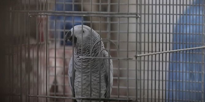 بالفيديو .. أردني ينجح بتعليم ببغاء