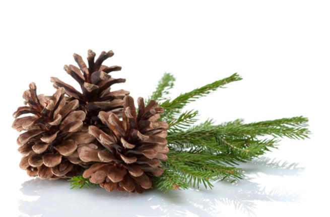 استعمالات وفوائد الصنوبر الطبية