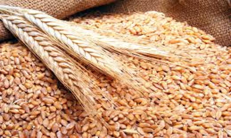 قمح فاسد في أسواق الأردن