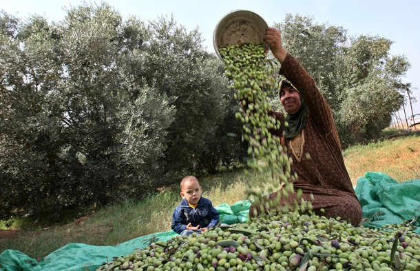 موسم مبشر لمزارعي الزيتون في الأردن