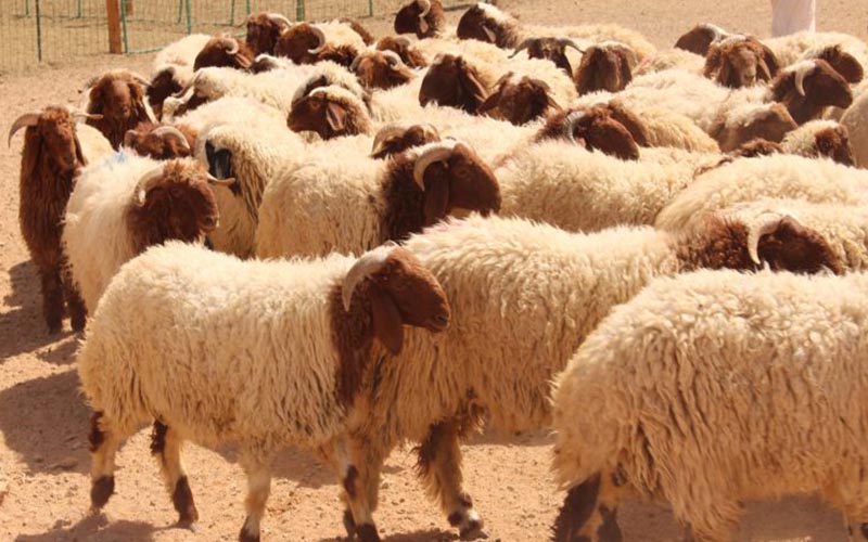 ١٢ موقعا لبيع وذبح الاضاحي في