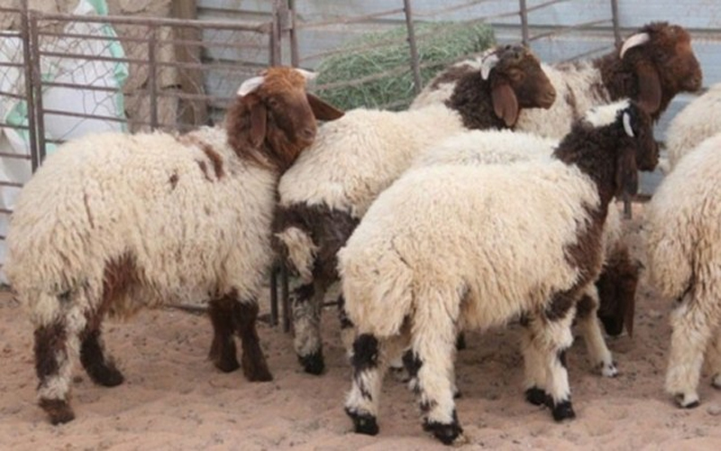 الأمانة : 263 طلبا للحصول على