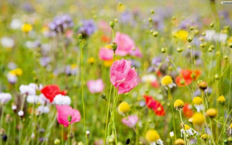 اجواء صيفية عادية اليوم وغدا