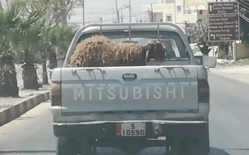 أضحية بسيارة حكومية.. .ووزارة التنمية توضح